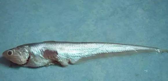 海鲜大全,最全海鲜冷知识