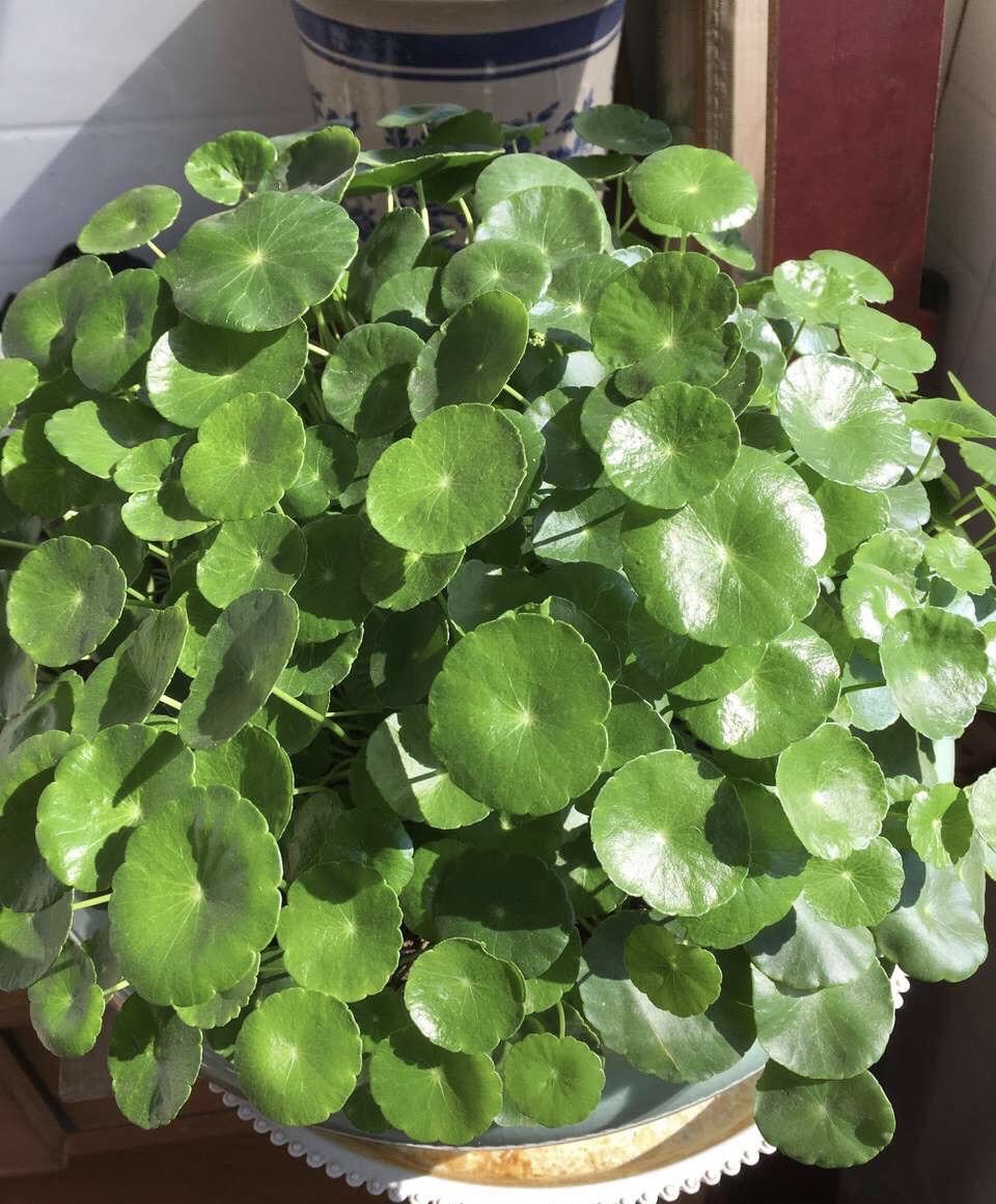 适合懒人养的铜钱草,瀑布过滤养铜钱草