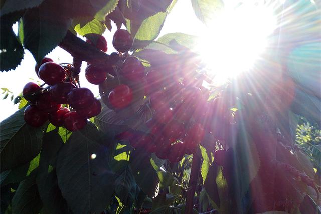 大樱桃为何不宜多吃,便宜的大樱桃能吃吗