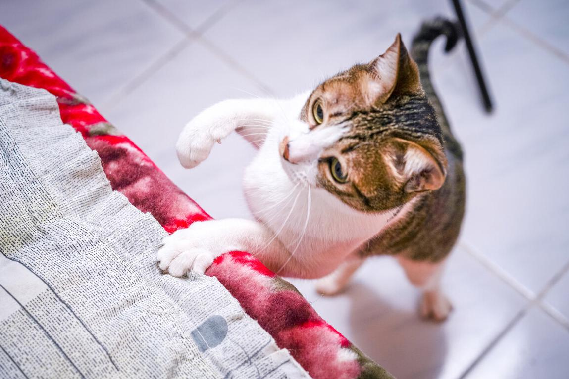 公猫脾气暴躁老是咬人怎么回事,猫咪晚上突然变得暴躁咬人