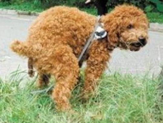 @三灶养犬人:这里有个活动与您有关