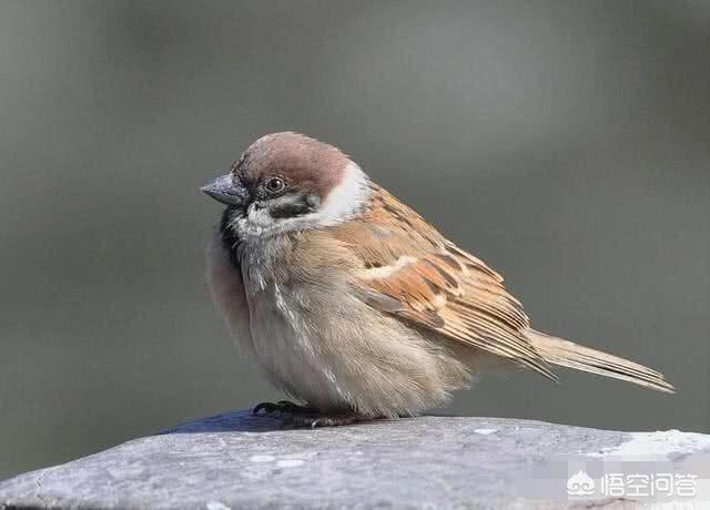 早起的鸟儿有虫吃,早起的鸟儿有虫吃抖音
