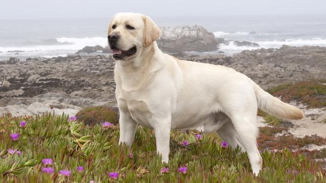 怎么选拉布拉多幼犬双血统,如何挑选纯种拉布拉多照片