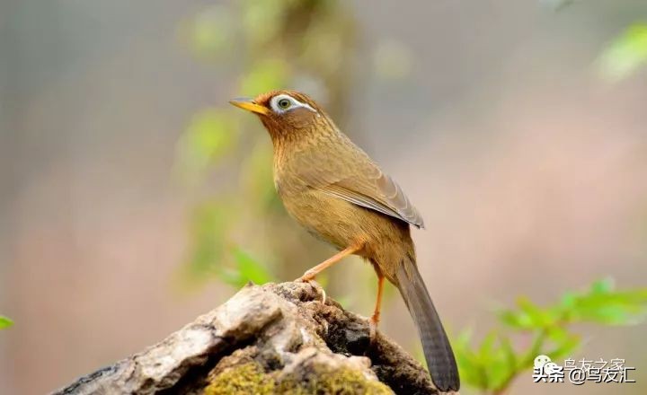 养鸟必须要有什么小技巧,养鸟须知感悟