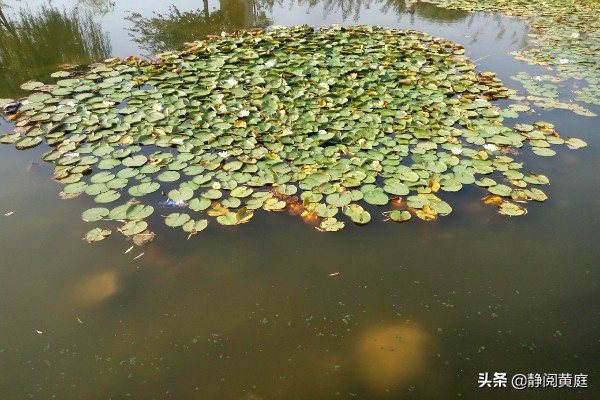 刘禹锡为什么要去牵牛织女家,刘禹锡关于黄河