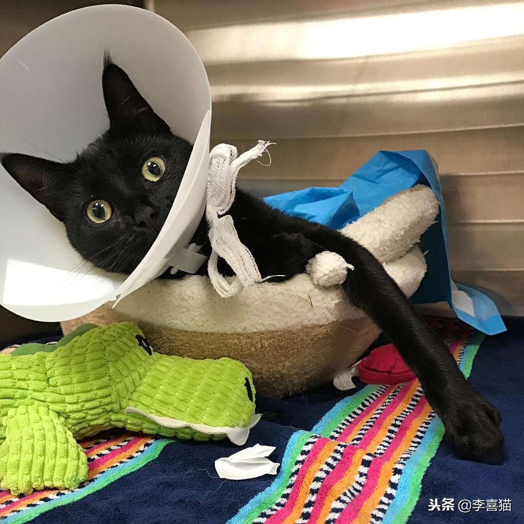 母猫绝育术后护理,公狗金毛绝育手术后期出院护理