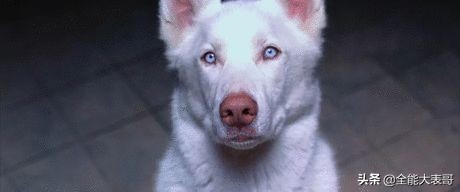 这是一部想象爆棚的超R级影片，好「色」之徒必看电影