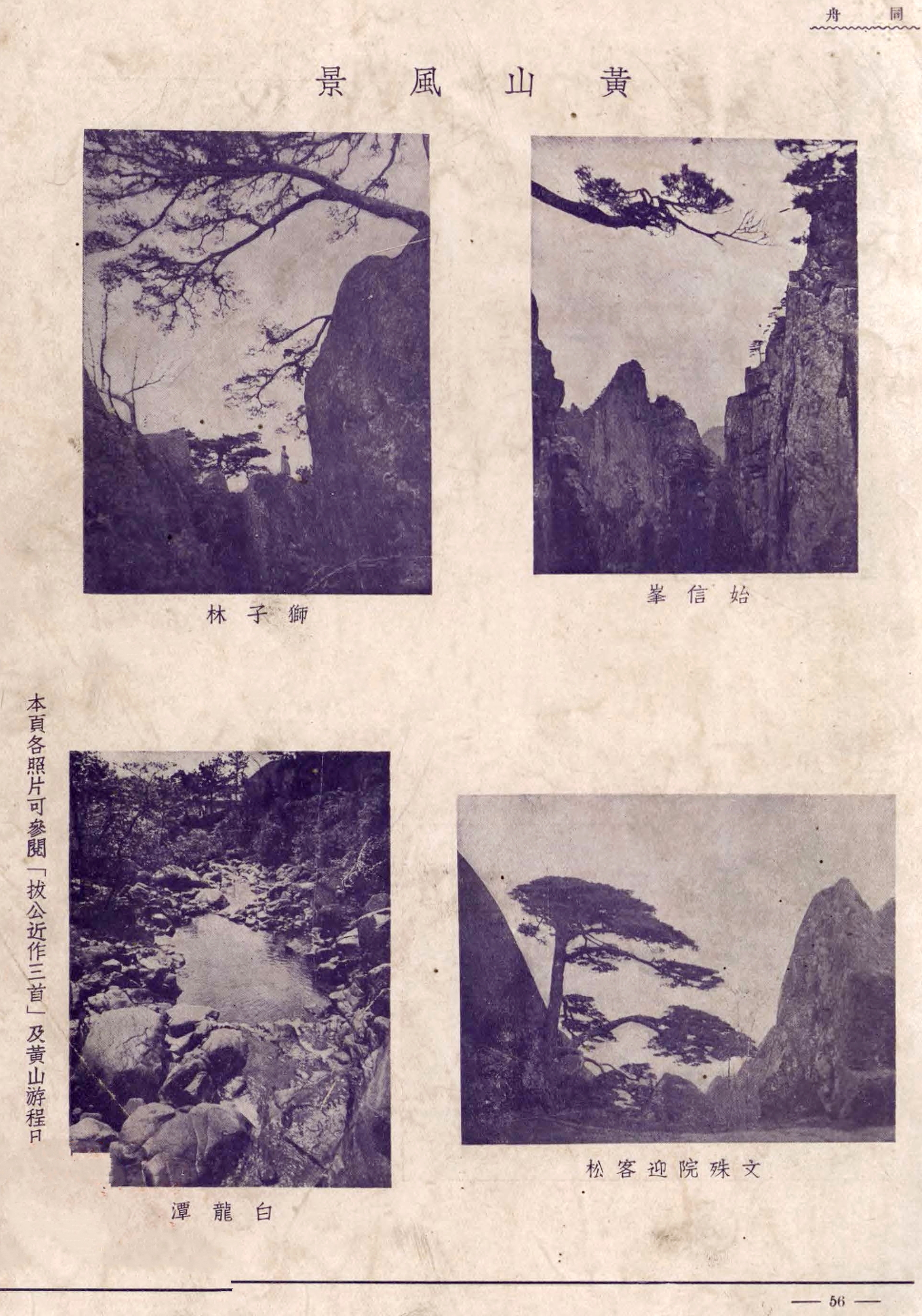 贵宾迎客松的真假辨别方法,黄山迎客松真假