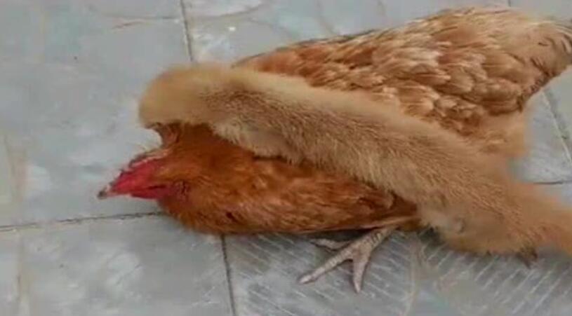 黄鼠狼被杀后果,3年内12万余只黄鼠狼惨遭毒手