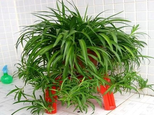 未开封的药物过期8月还可以用吗,哪些花卉适合用过期药片