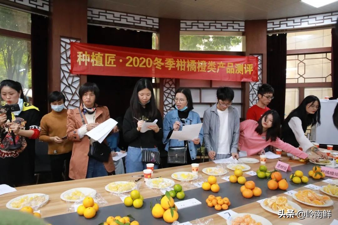 柑橘能吃出菠萝味？带你体验种植匠2020冬季柑橘橙测评