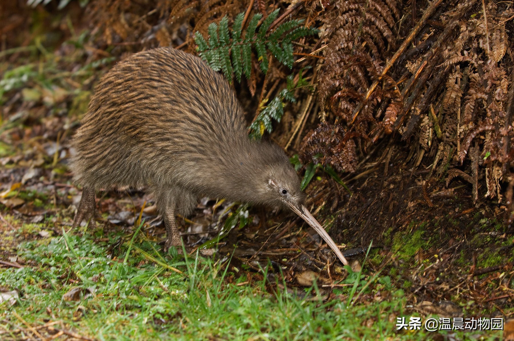 新西兰的国鸟是哪种奇特无比的鸟,为什么新西兰把几维鸟作为国鸟