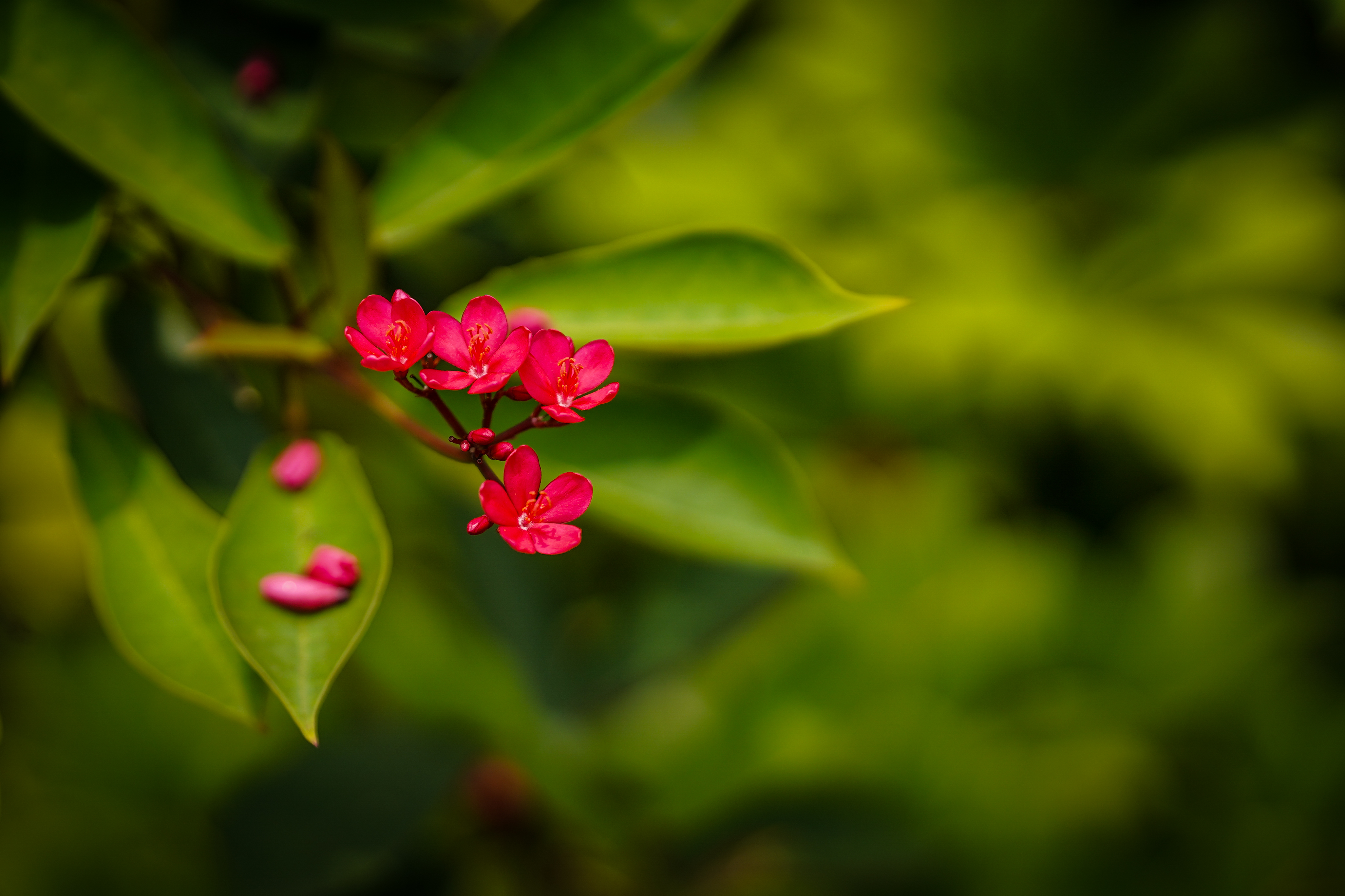 索尼微单搭配适马85mm1.4老款,适马85mmf1.4索尼卡口测评