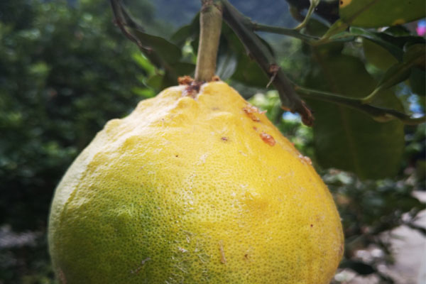 柚子树难管理吗,柚子不结果怎么管理