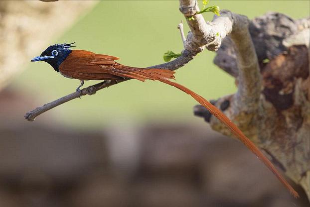 广东常见鸟类图谱和名称图文,东江揽胜鸟类