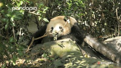 鍥藉疂缇庣櫧,鍥藉疂鐢ㄧ殑缇庣櫧闈㈣啘