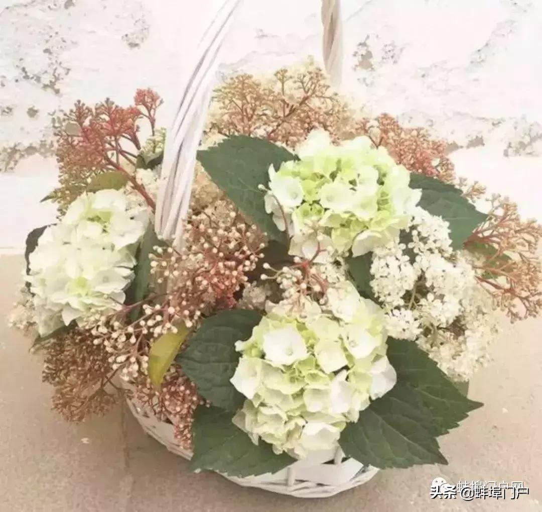 蚌埠各小区这种散发着精液味道的花你知道名字嘛