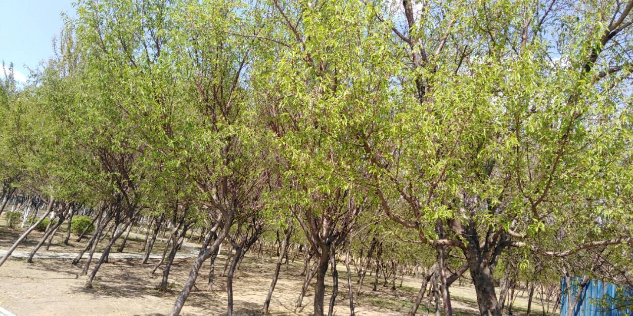 沈阳长白岛森林公园一日游攻略,长白岛森林公园五一