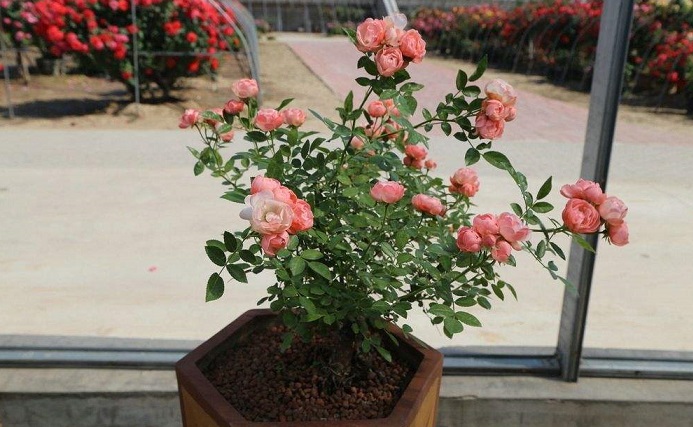 紫薇盆景好养吗耐寒吗,紫薇盆景有观赏性吗