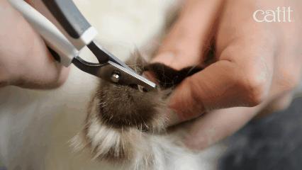 猫咪总挠脸上怎么办,猫咪总挠身上都挠破了是怎么回事