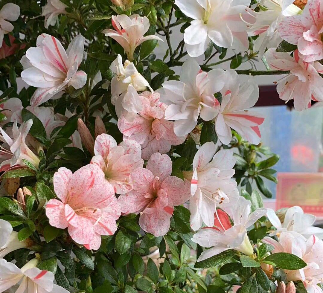 杜鹃花高温多少死亡,杜鹃花20天没浇水了还能活过来吗