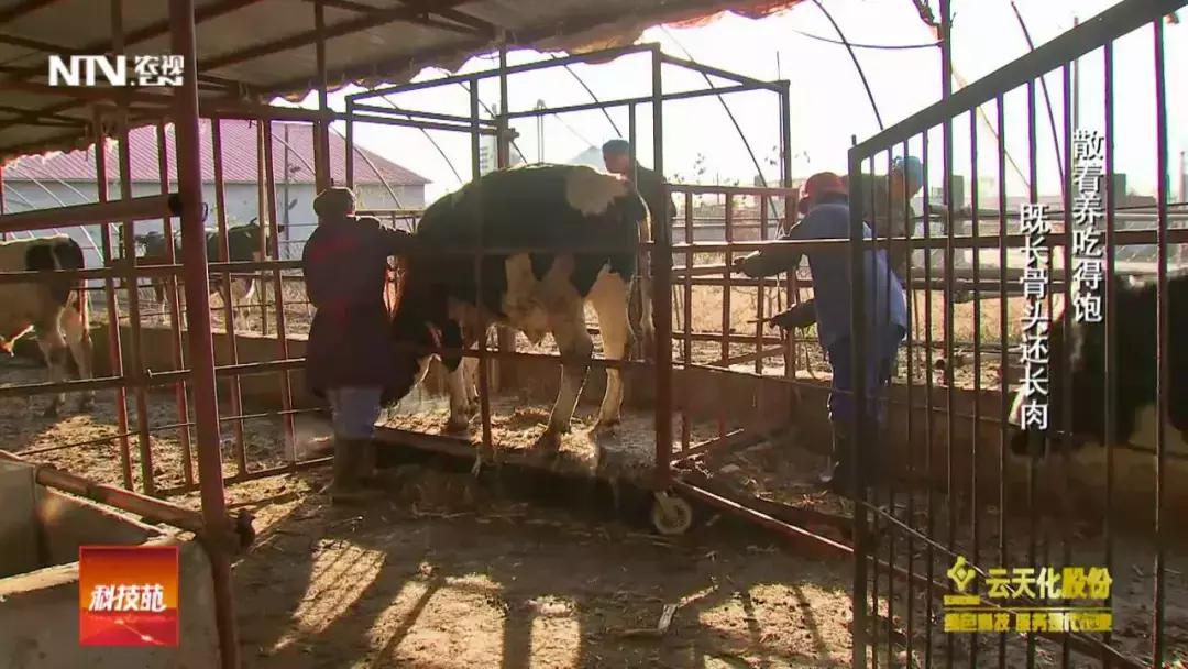 养殖肉牛和奶牛的利润与成本,奶牛与肉牛养殖前景