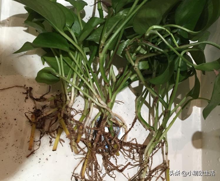 用矿泉水瓶子种绿萝,大矿泉水瓶养绿萝造型