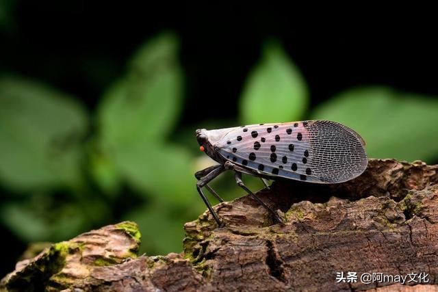 35mm微距镜头拍摄技巧,怎么用18-55的镜头拍人像