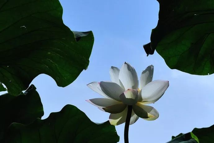 今日入伏三伏天如何防暑和养生,入伏第一天三伏天养生妙招