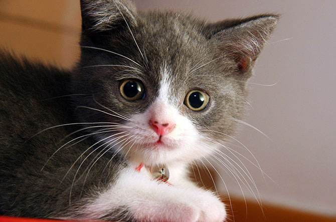 猫的胡子用处,猫咪胡子寓意什么