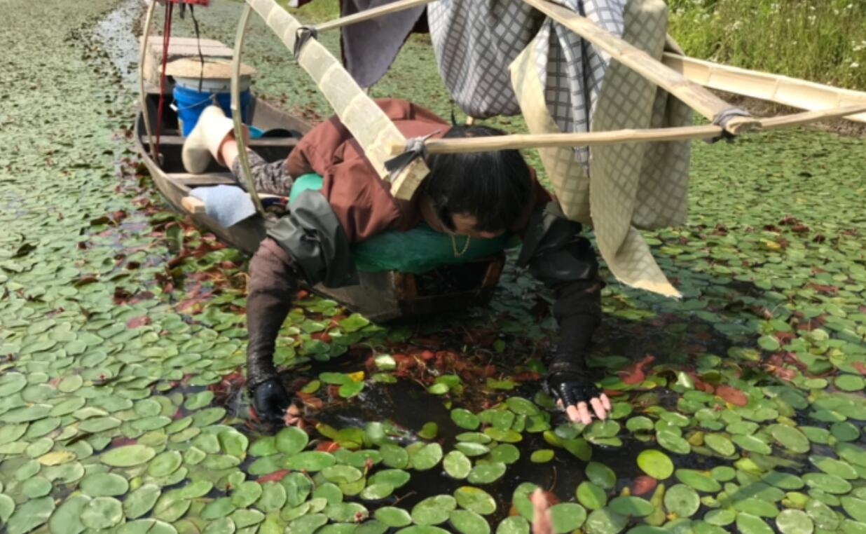 杭州野生莼菜,杭州临安特大野生莼菜