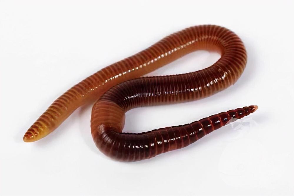 农田勤务兵,勤务兵