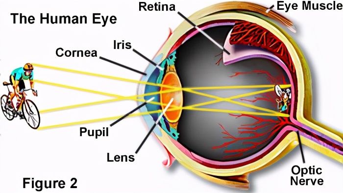 马斯克的脑机接口实现哪些功能,马斯克脑机互联是真的吗