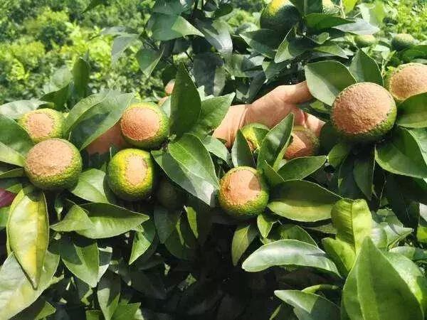 有机硅与橙皮精油,有机硅助剂和橙皮精油