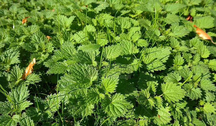 把荨麻疹误诊为夏季皮炎,常被误会为冻疮的皮肤病