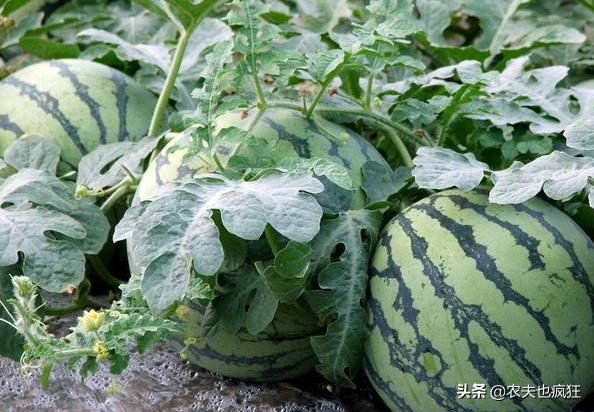 西瓜坐果后怎么样可增加西瓜甜度,为什么现在西瓜不沙了
