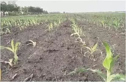 玉米二甲戊灵药害什么症状,棉花药害症状及防治方法