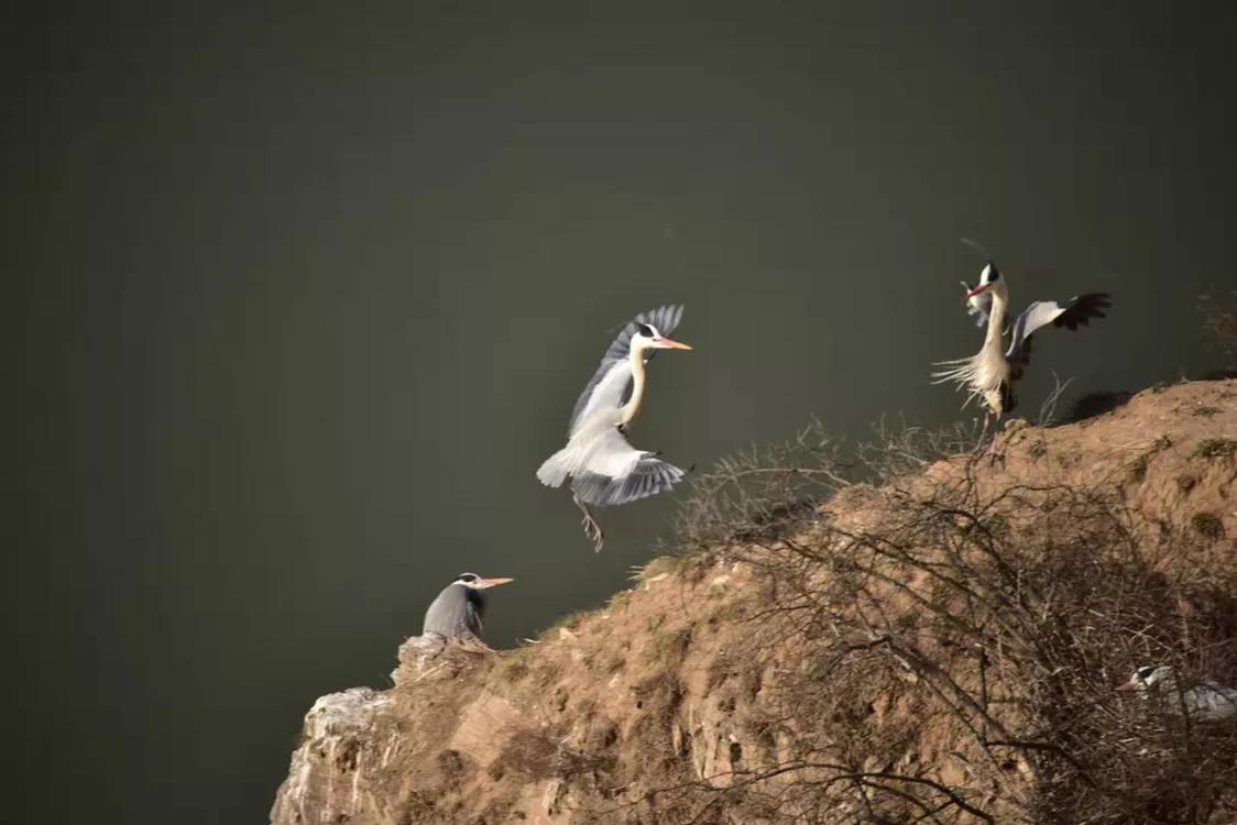 春暖桃花开的视频,春暖桃花开长视频