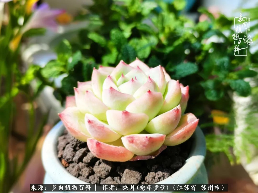 六年时间环游22个国家,却被多肉小萌物征服