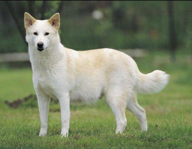 最聪明的十大狗狗品种介绍,史上最全的狗狗品种记得收藏