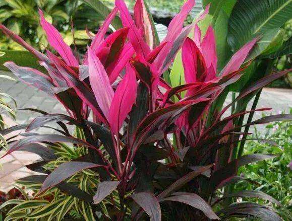 装修家里5种去除甲醛植物,新房装修后去甲醛的植物有哪些