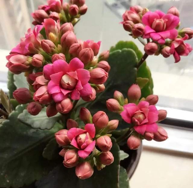 单瓣长寿花品种大全图,长寿花单瓣最好看的品种