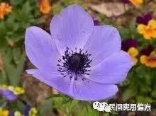 动物中药功效大全,中药药材大全及功效