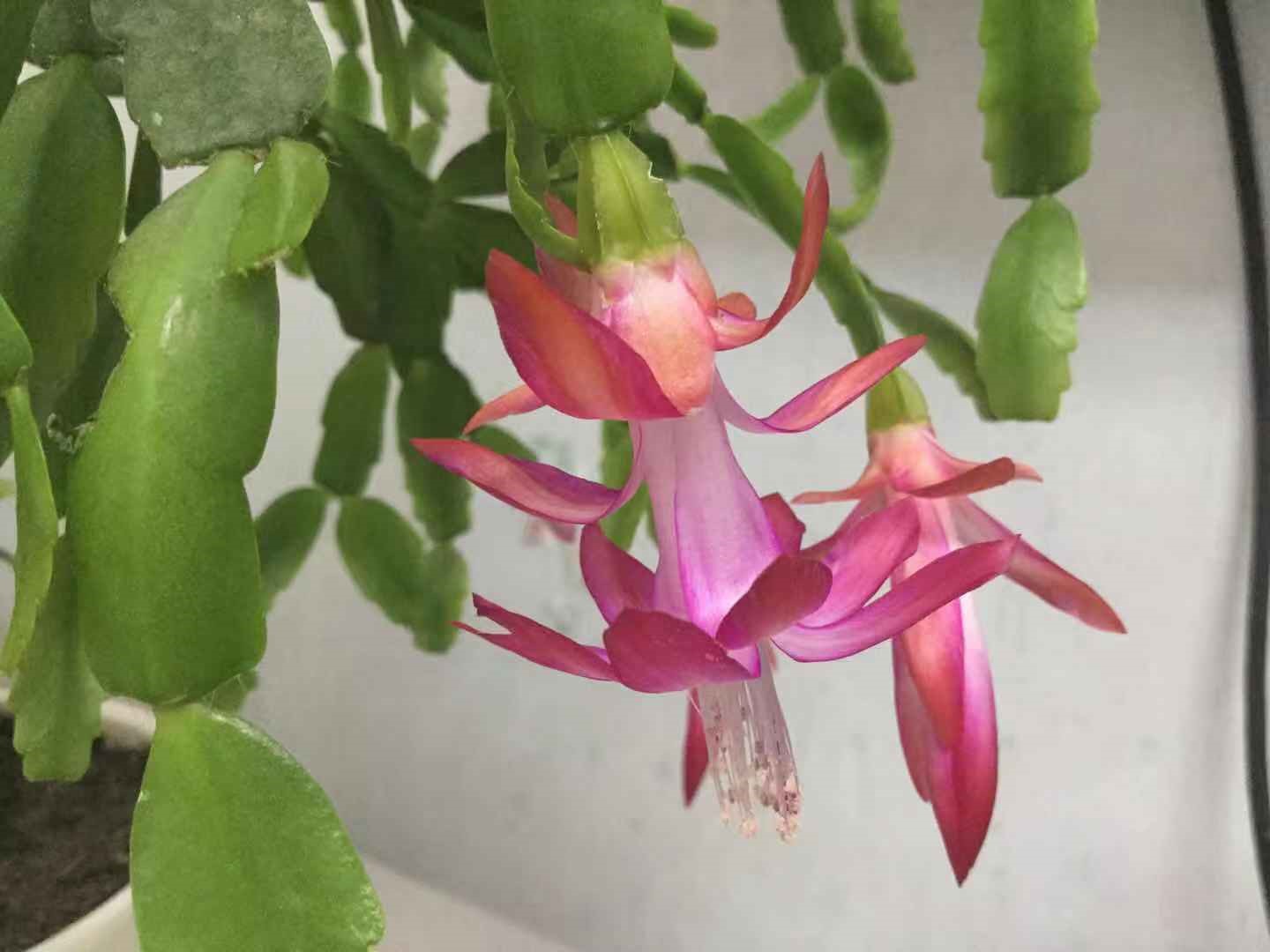 过年了,邻居送我一盆蟹爪兰,真美