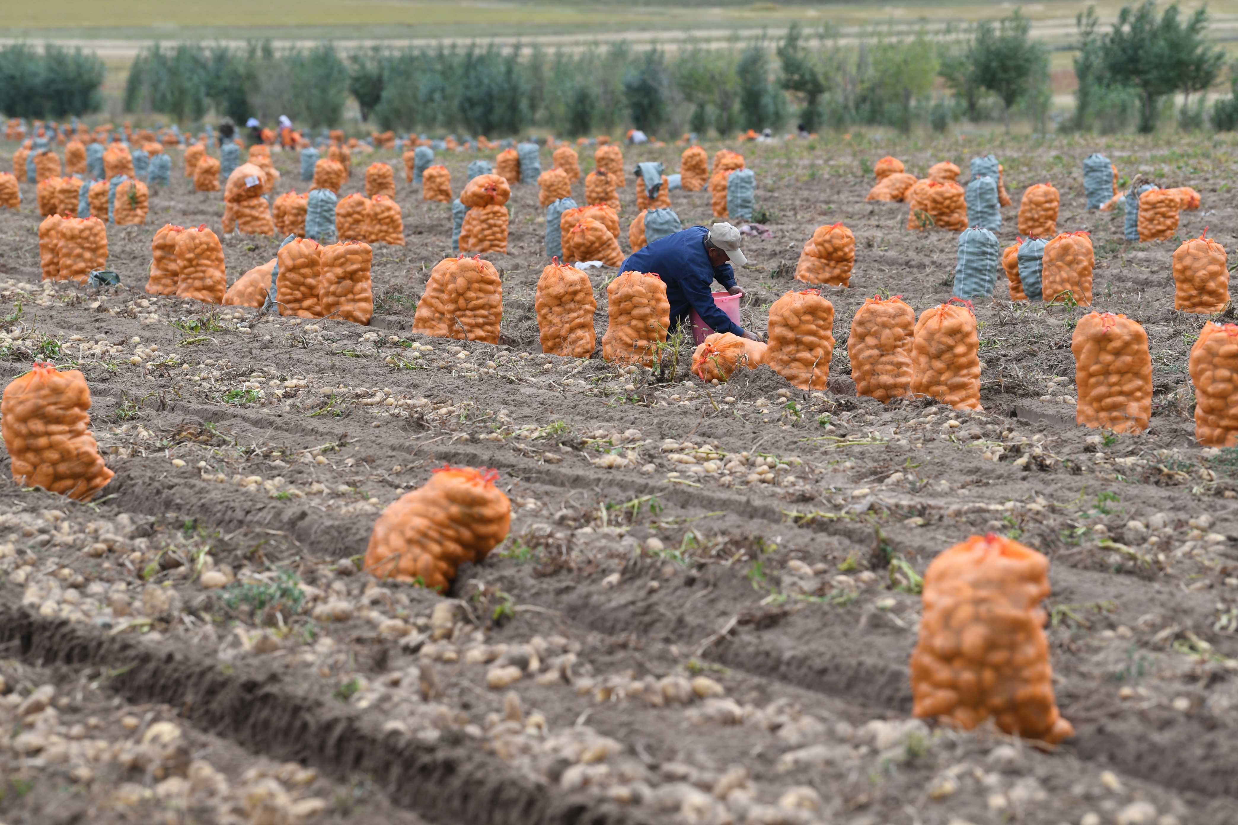 砚山平远土豆喜获丰收图,丰收的土豆