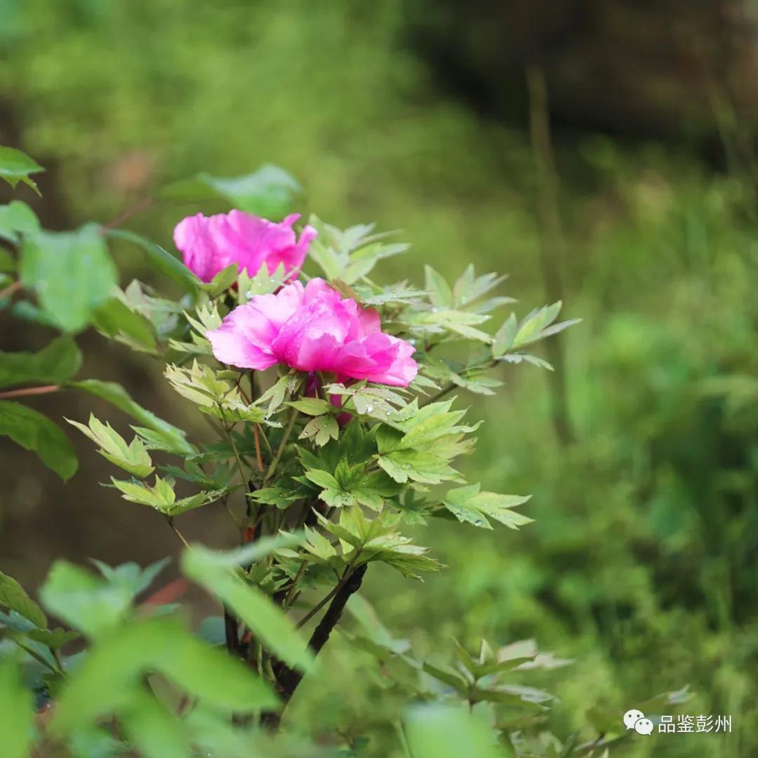 牡丹花开惹人醉鸟语花香,牡丹花开国色天香惹人醉