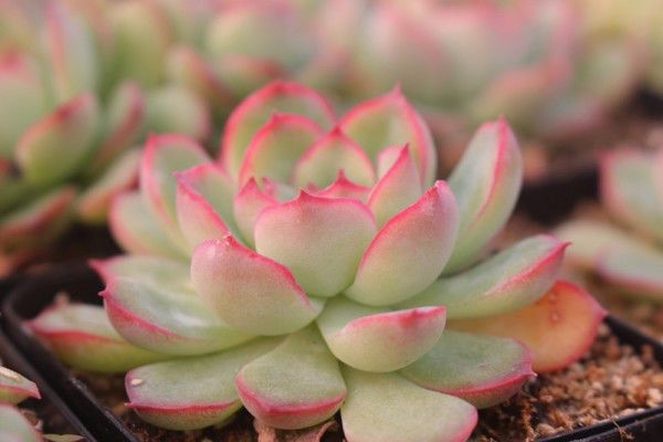 最全多肉图鉴大全,图鉴植物