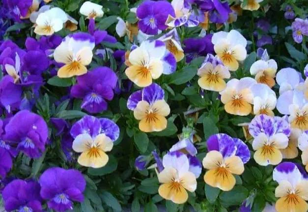 粉色和紫色的植物有哪些,紫色的植物有哪些品种