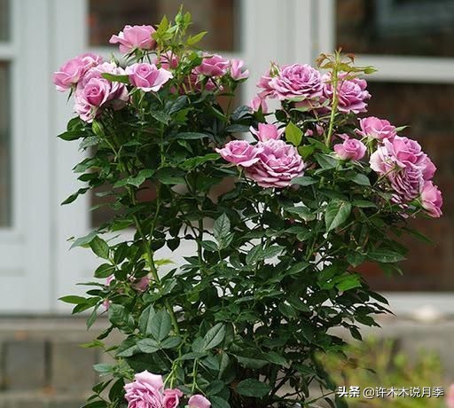 什么花藤好养又常年开花,花期长好看又好养的藤花