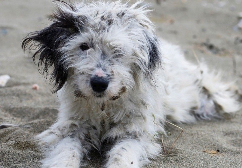 影响狗狗体型的主要因素是什么,影响狗狗美貌的常见皮肤病